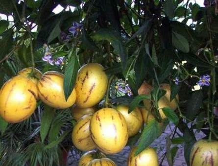Фрукт пепино: описание и советы по выращиванию Пепино фрукт как вырастить из семян